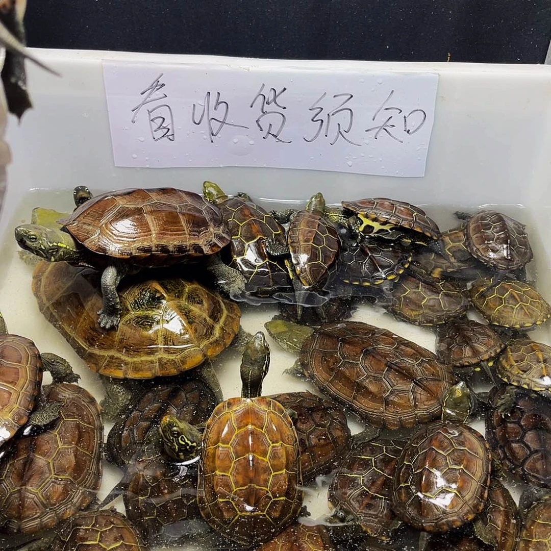 缘***传中华草龟母223456789