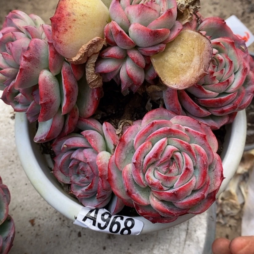 【闪购商品】?***葱多肉植物