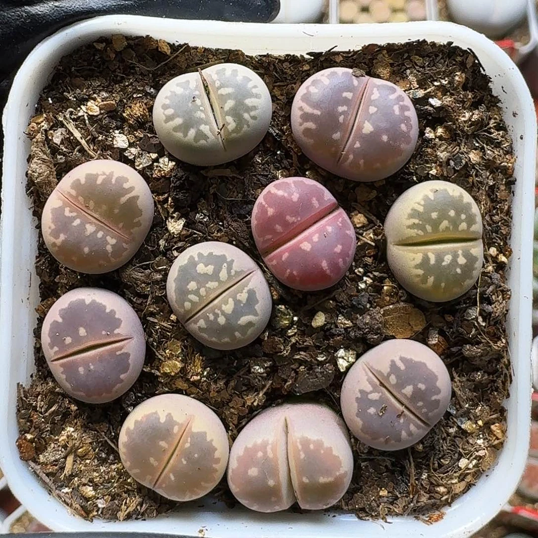 生石花11111。   1公分。   283