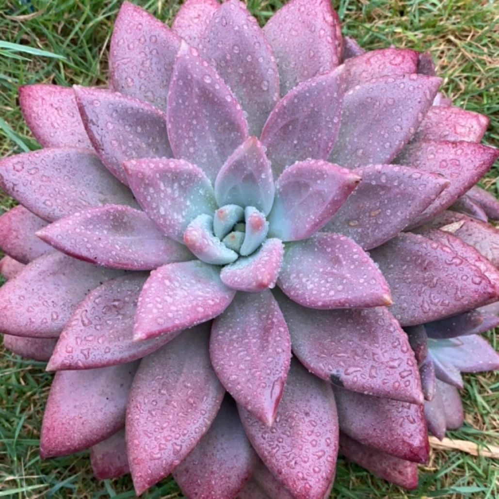 赫菲虞单头办公室阳台绿植园艺盆栽花卉庭院多肉植物