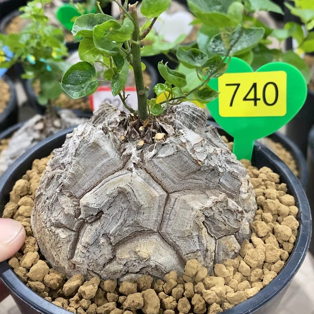 南非龟甲龙龟甲龙