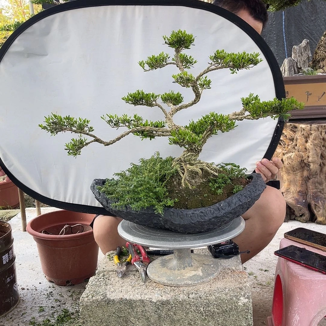 当前无花栽培后可以开花