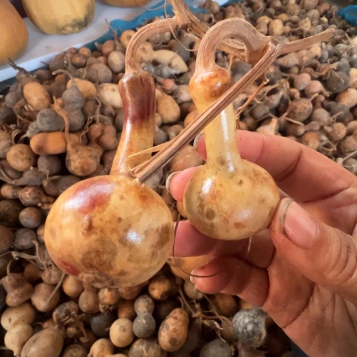 葫芦天然葫芦直播间