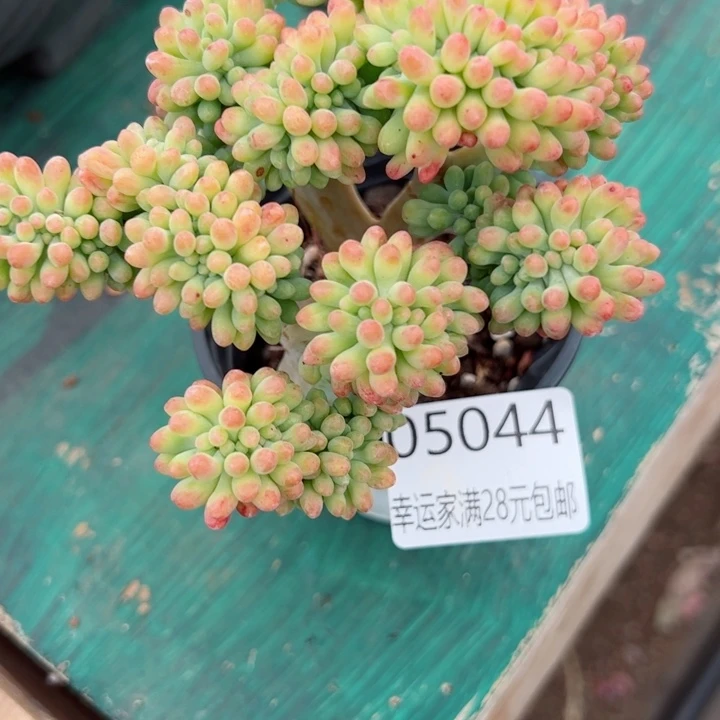 幸运的是我的朋友们