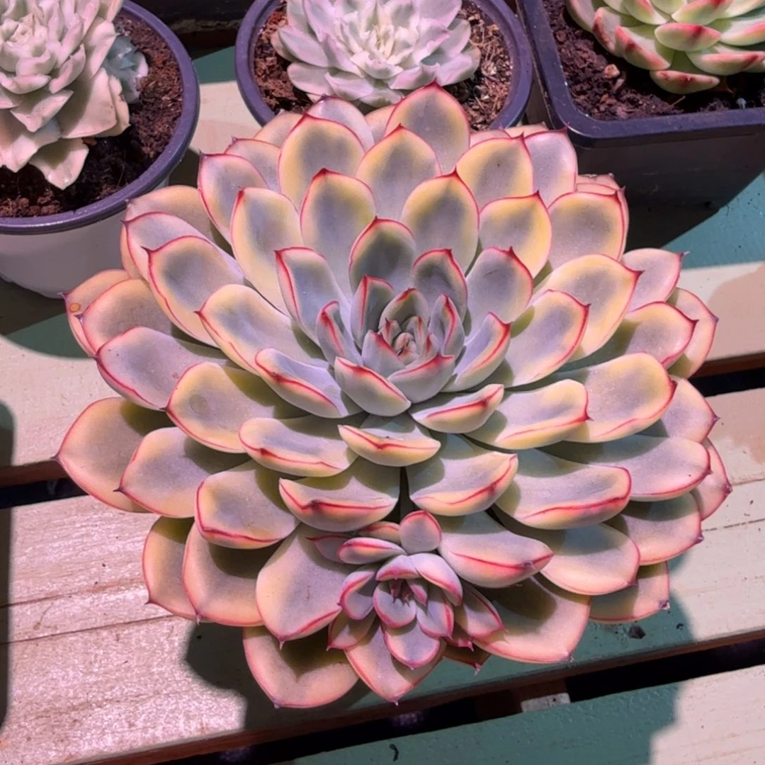 荷花锦，锦上园艺一物一拍