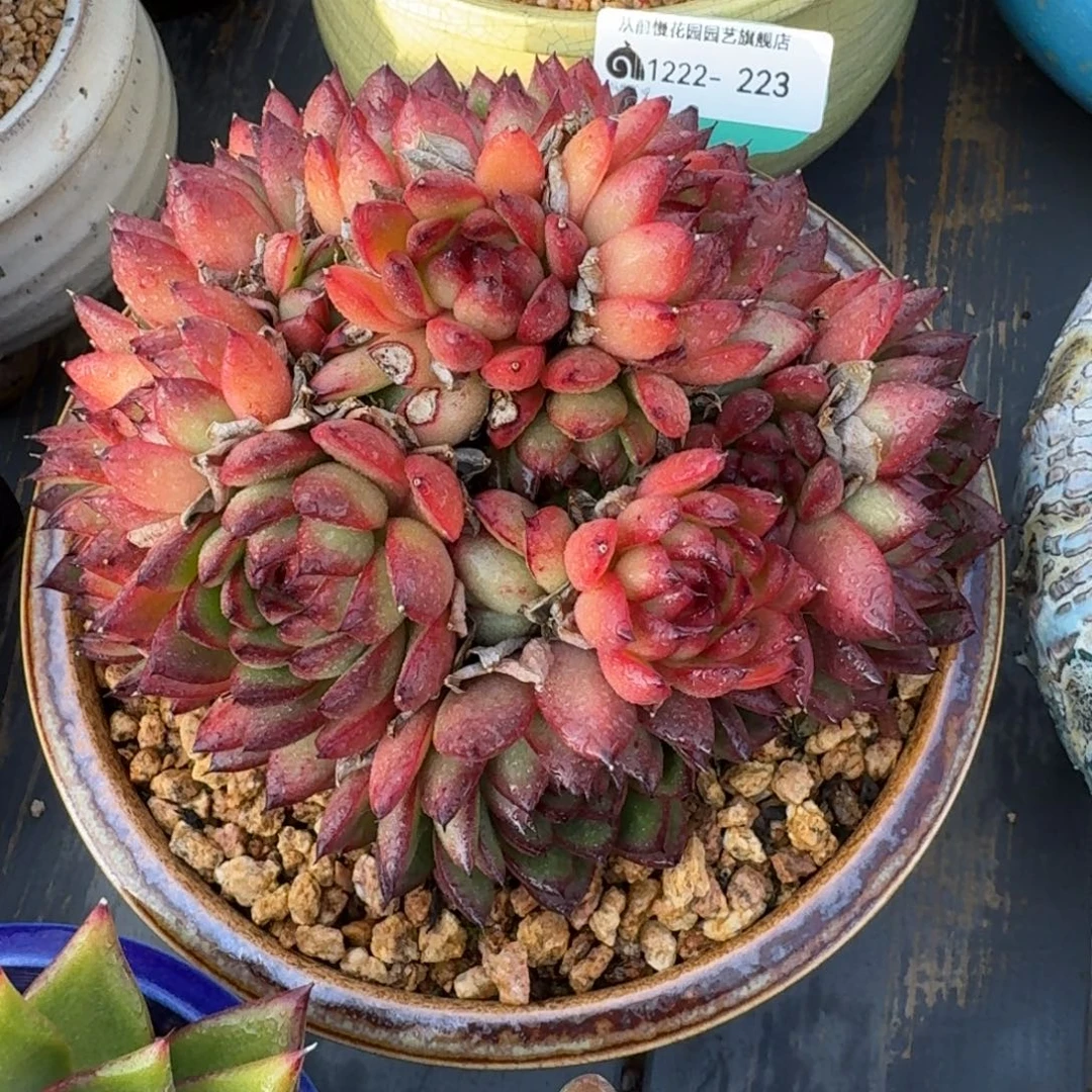 从前慢花园多肉精选编号1222.223