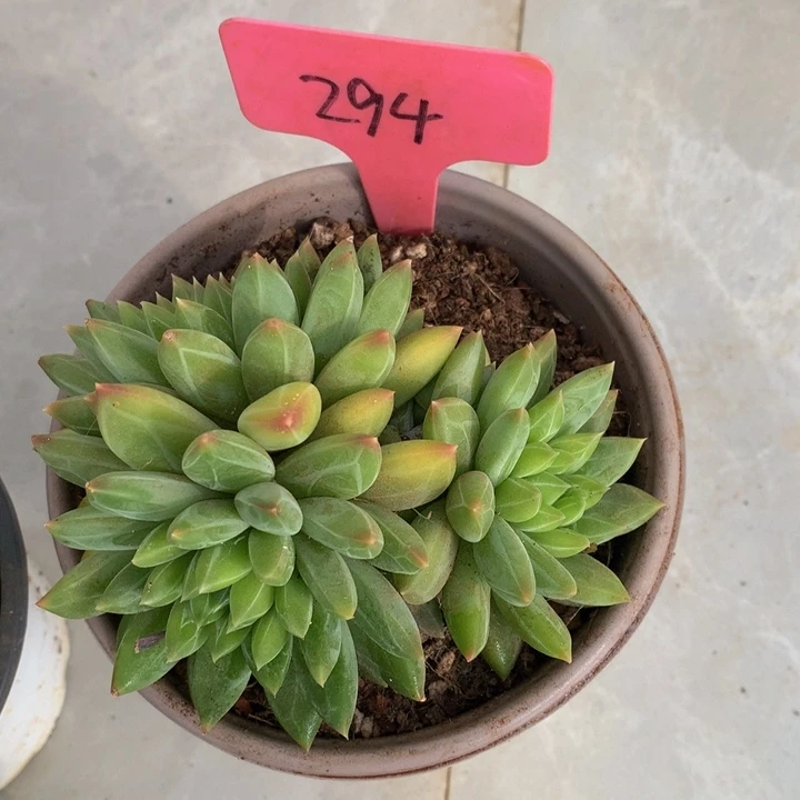 甲骨文对26727337737373