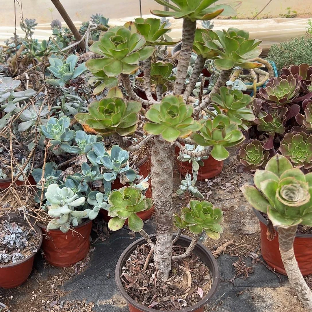 多肉植物原始燕姿