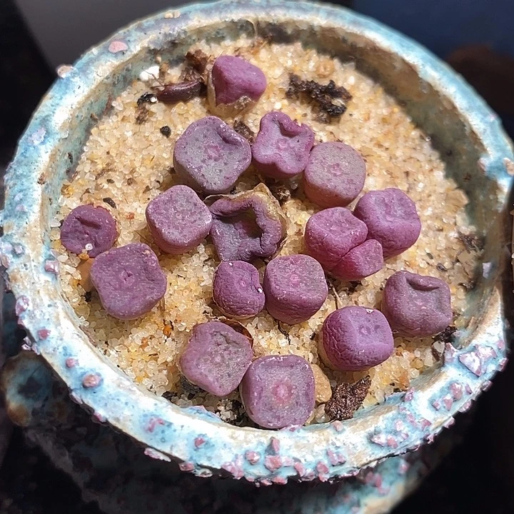 单头紫方碗一颗。