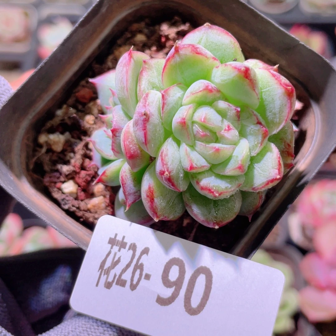 花利美26-90女王玫瑰