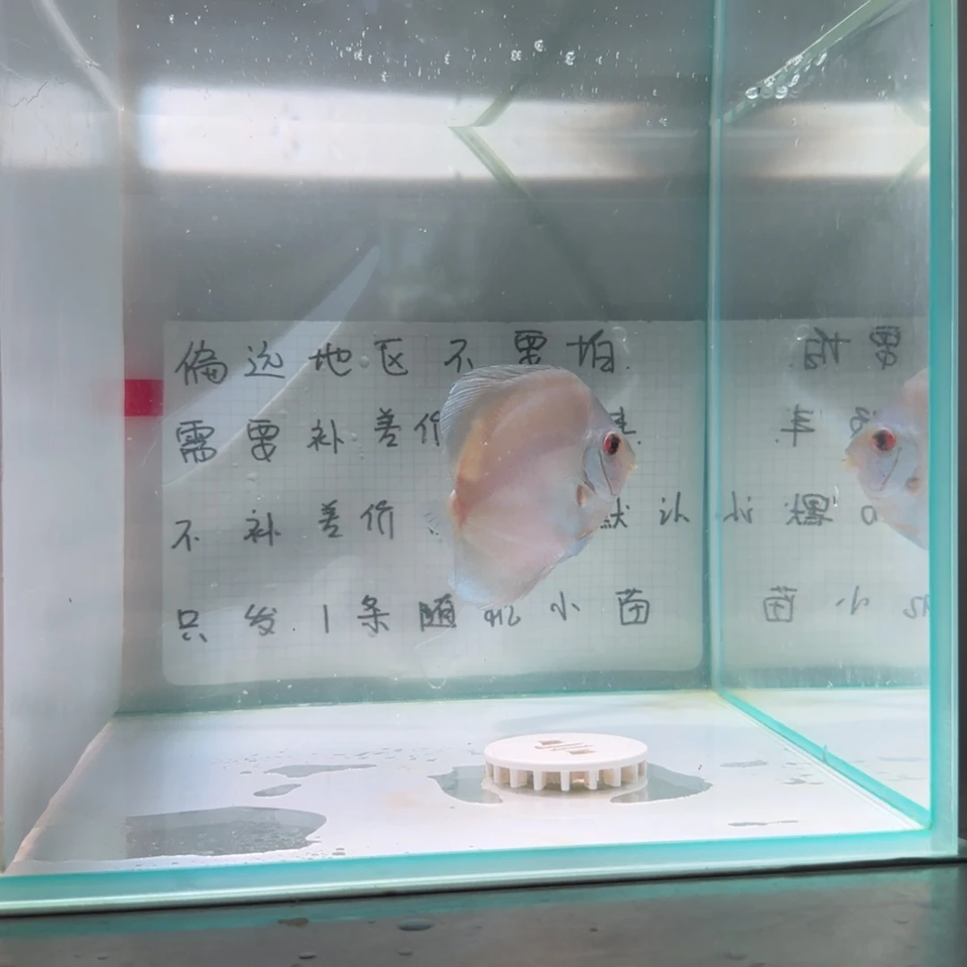 七彩神仙鱼肉身7-8偏远地区不拍