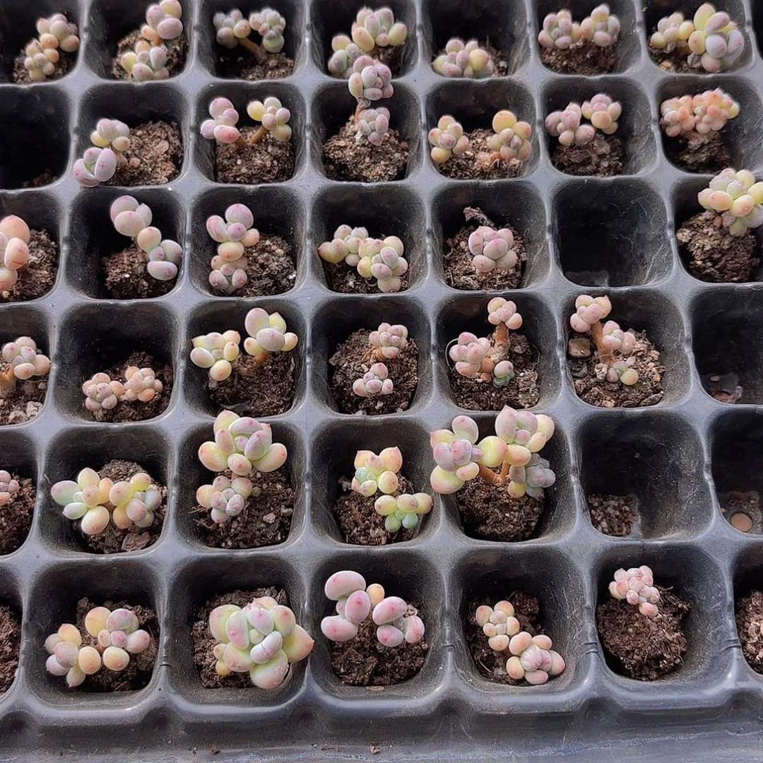 萤火虫两颗一组量拍