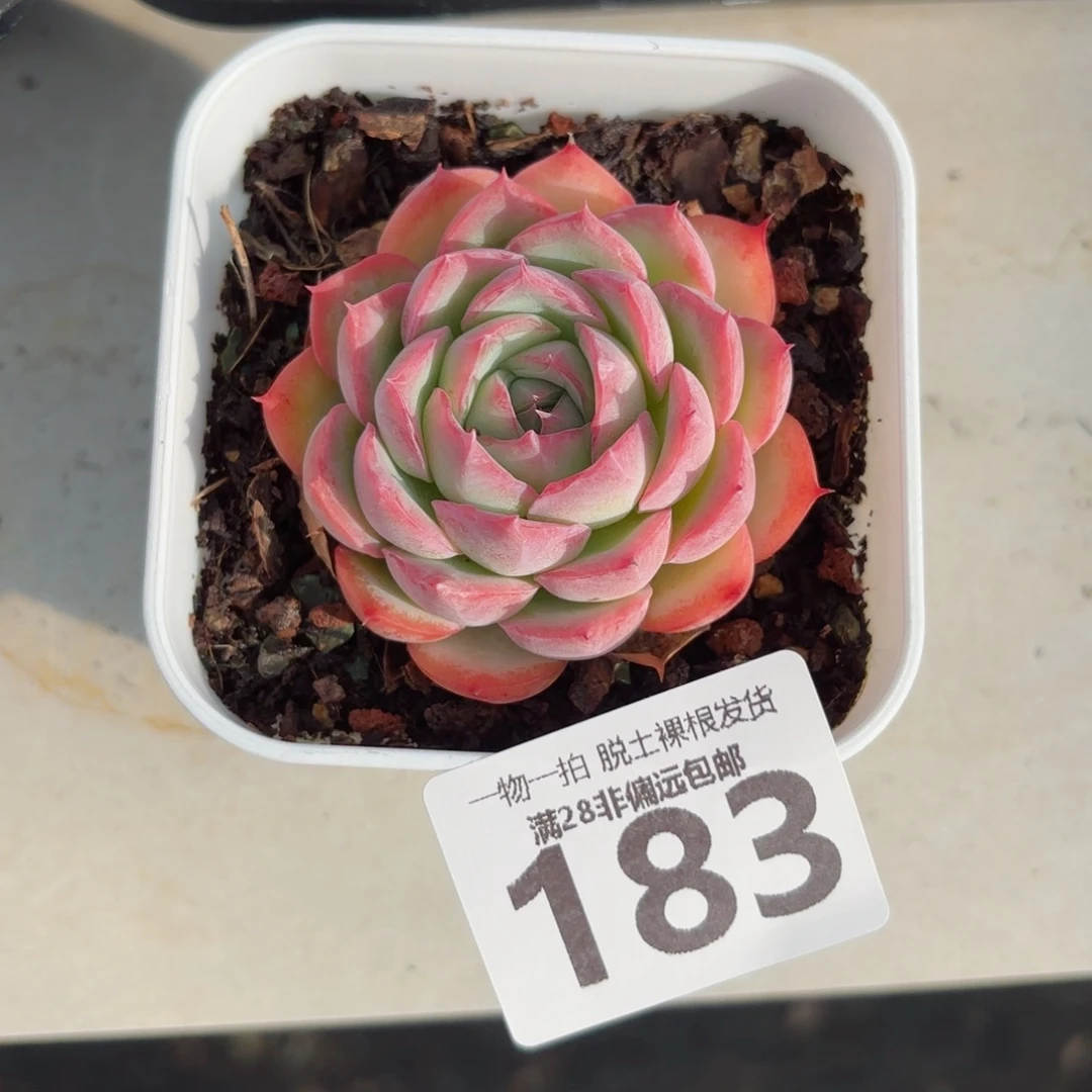 侧影单头无盆土发货