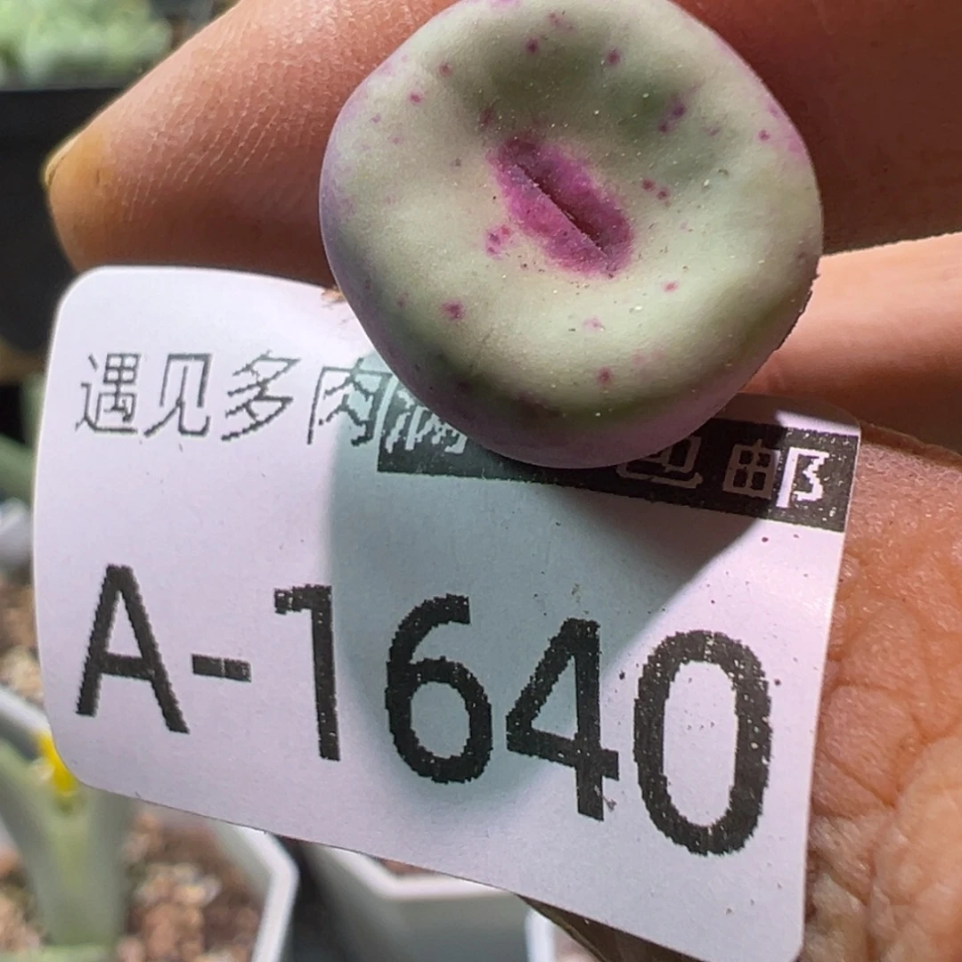 多肉植物11111111111