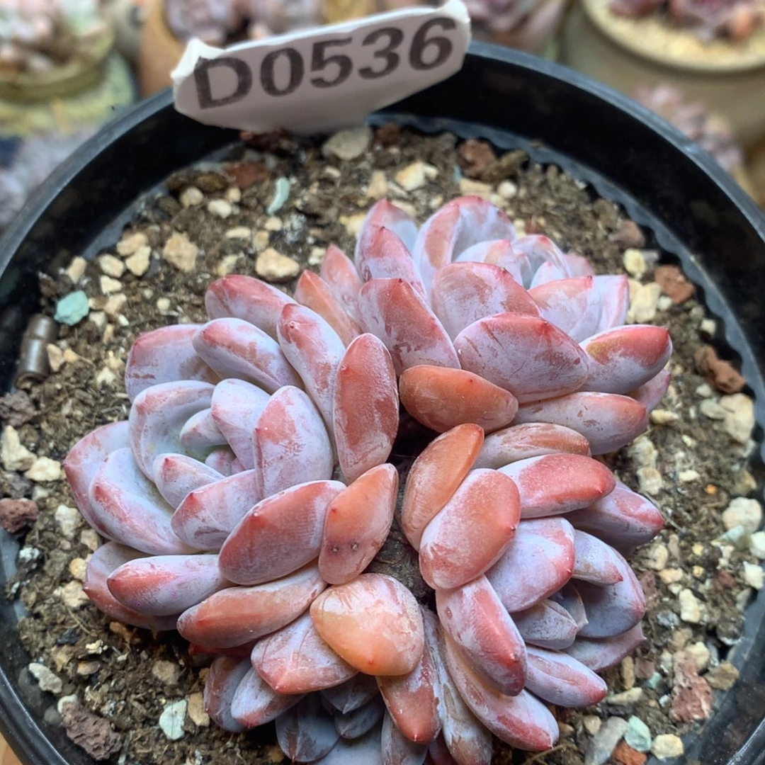 D0536 橙梦露 自然群 福利