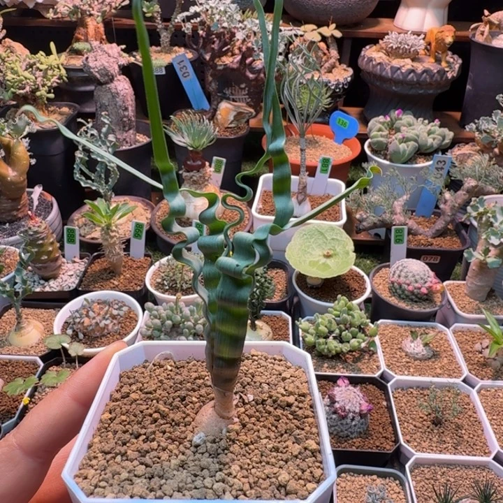 海带弹簧草897 仙人球