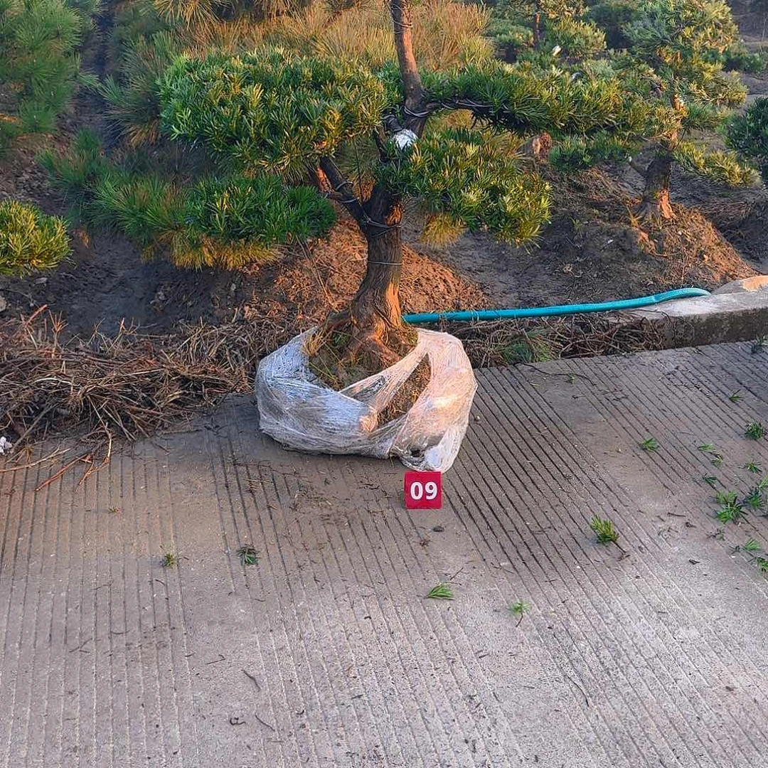 一***够完全开放罗汉松，基地发货