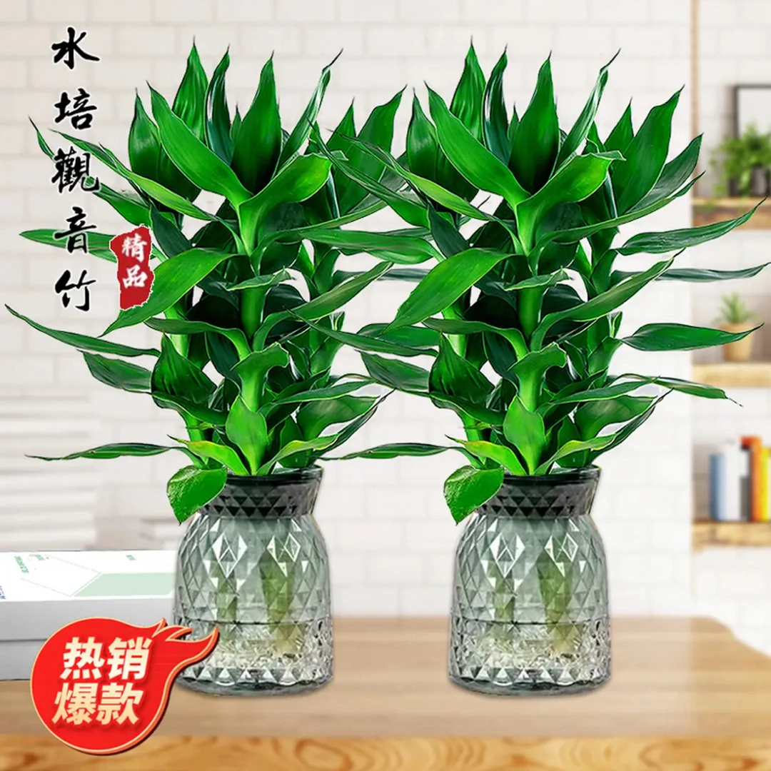 【买一送一】观音竹富贵竹水培绿植好养懒人植物绿色绿植盆栽室内