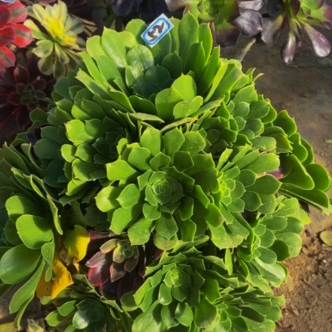 绿玫瑰带嫁接多肉植物52多肉