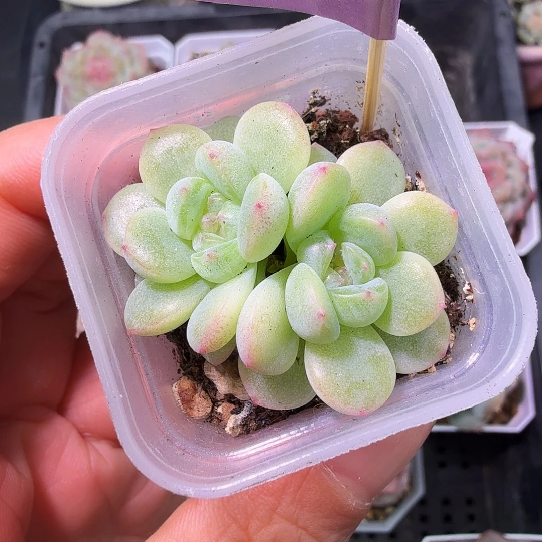 太妙财富开播福利双头