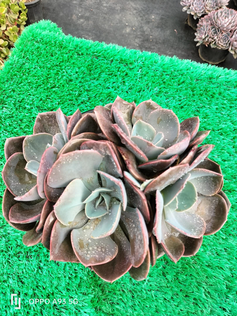 尘埃玫瑰带盆土多肉老桩植物 室内绿植可净化空气 冠幅25公分以上