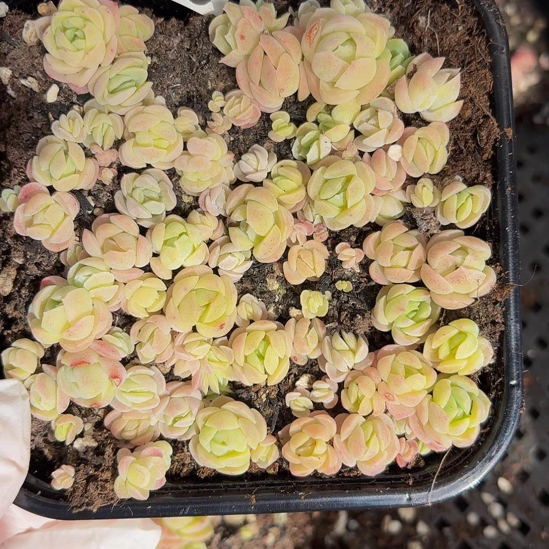 多肉植物多肉植物802