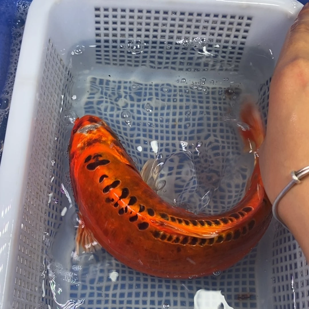 锦鲤冷水锦鲤包邮