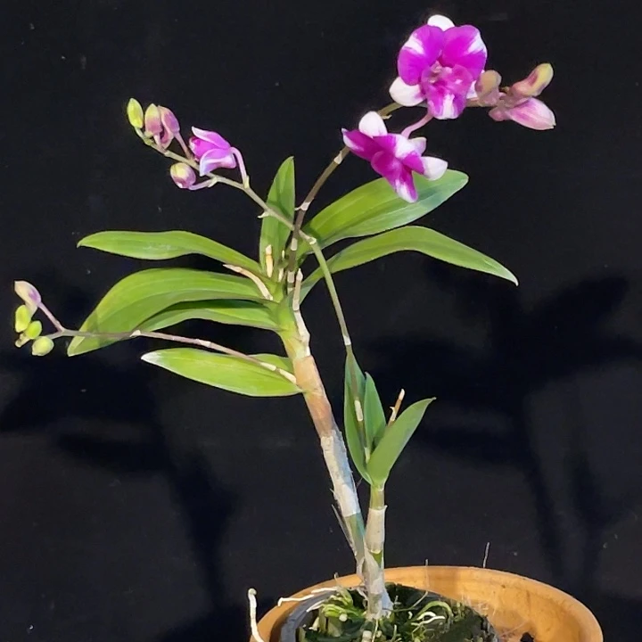 当前无花朵，栽培后可花朵叉角丫丫558