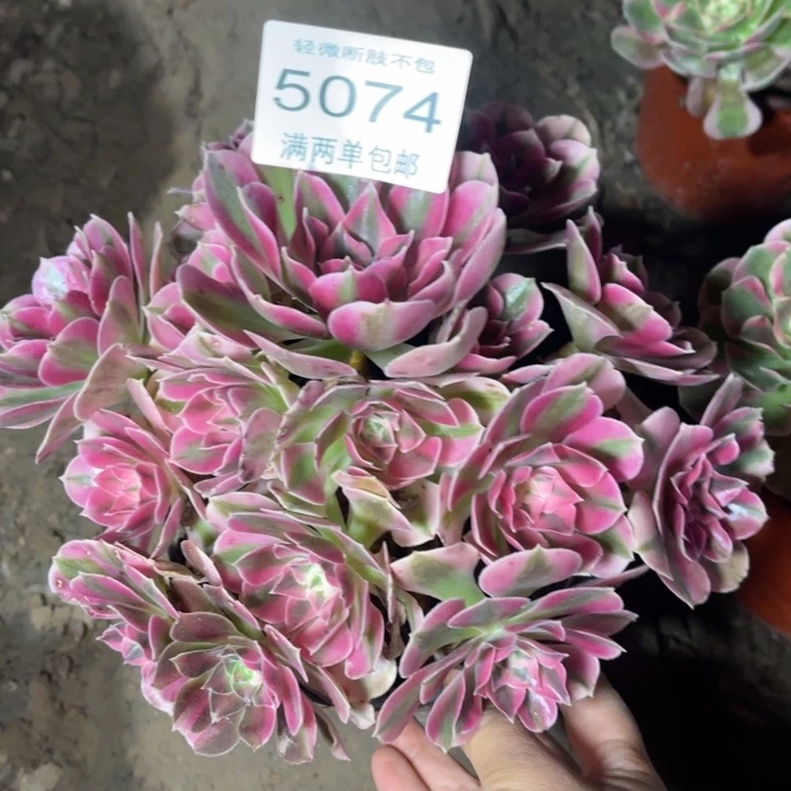 5074女巫的人多大的