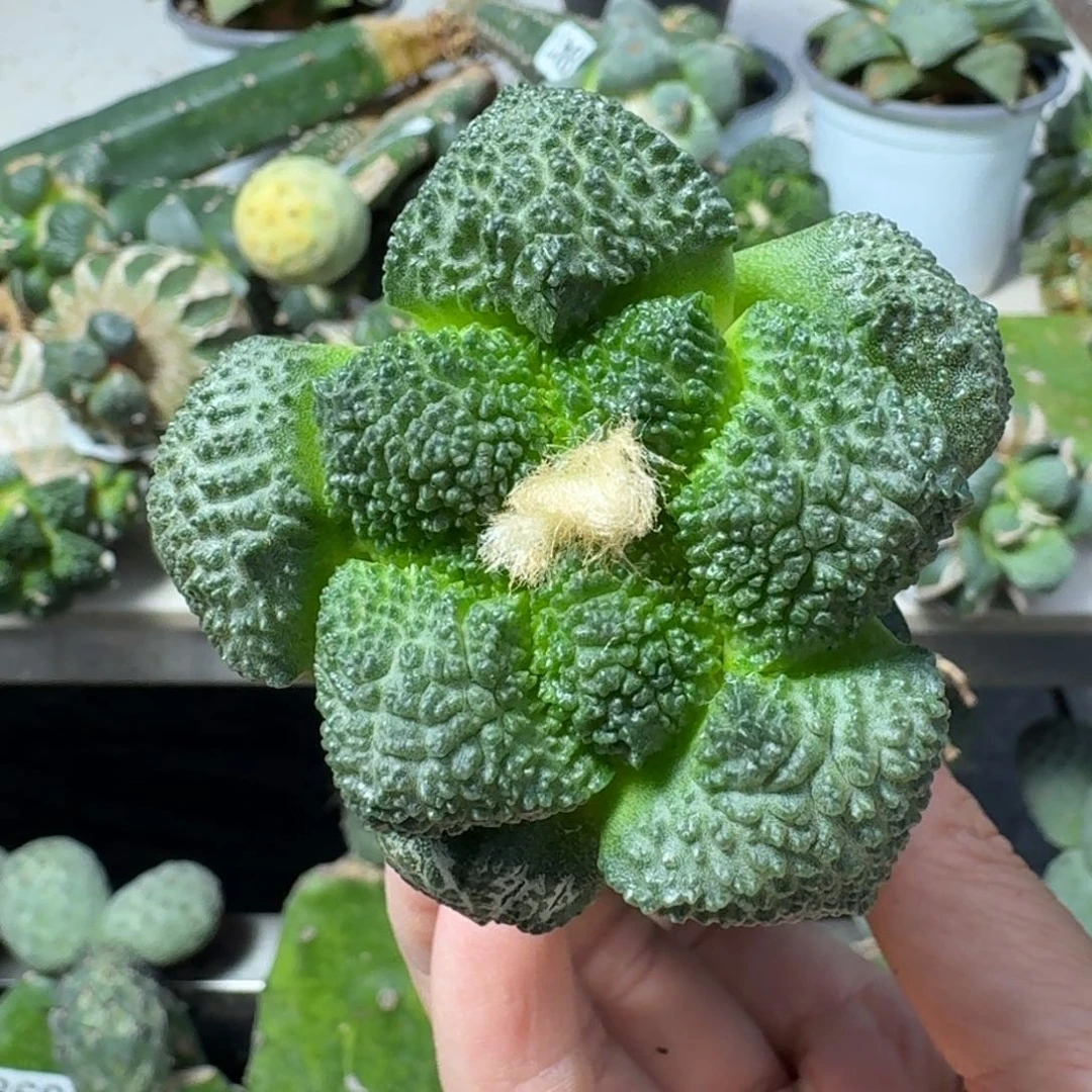 【闪购商品】无花朵星**海哥斯拉862