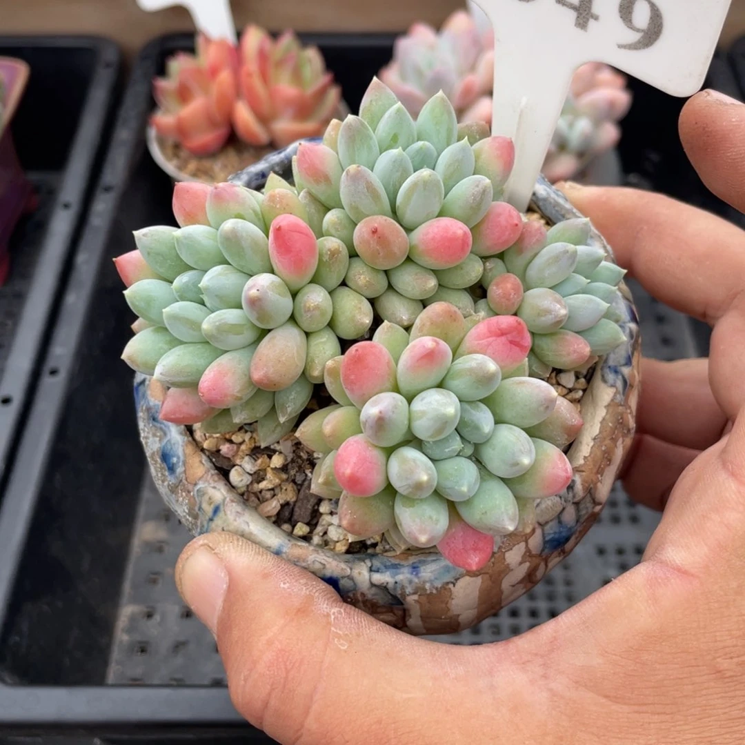549明珠不带盆8厘米