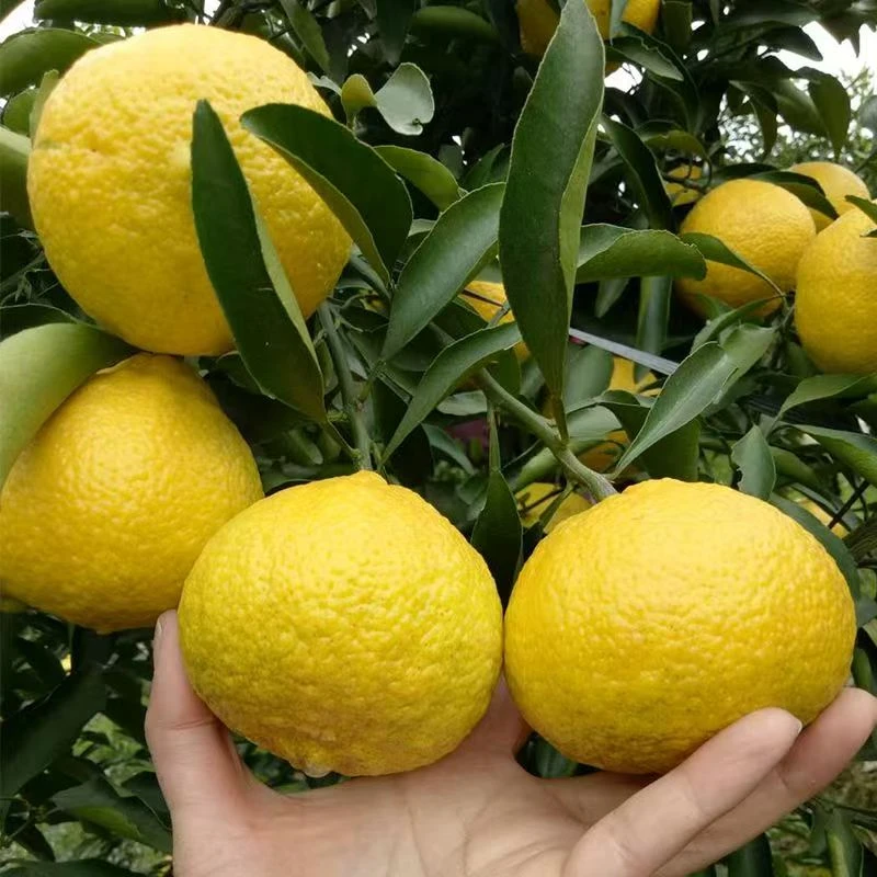 东升黄金贡柚5斤装