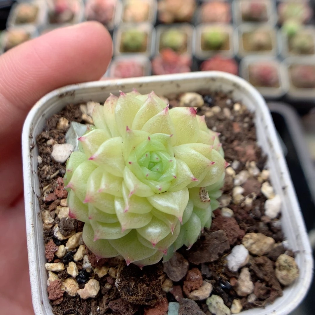 C94 ，柿子多肉20包邮两天凑单，偏远地区不发货