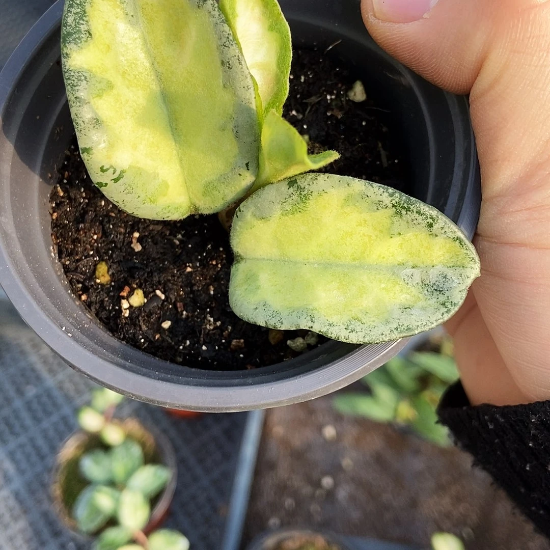 完全开放阿根廷公主29