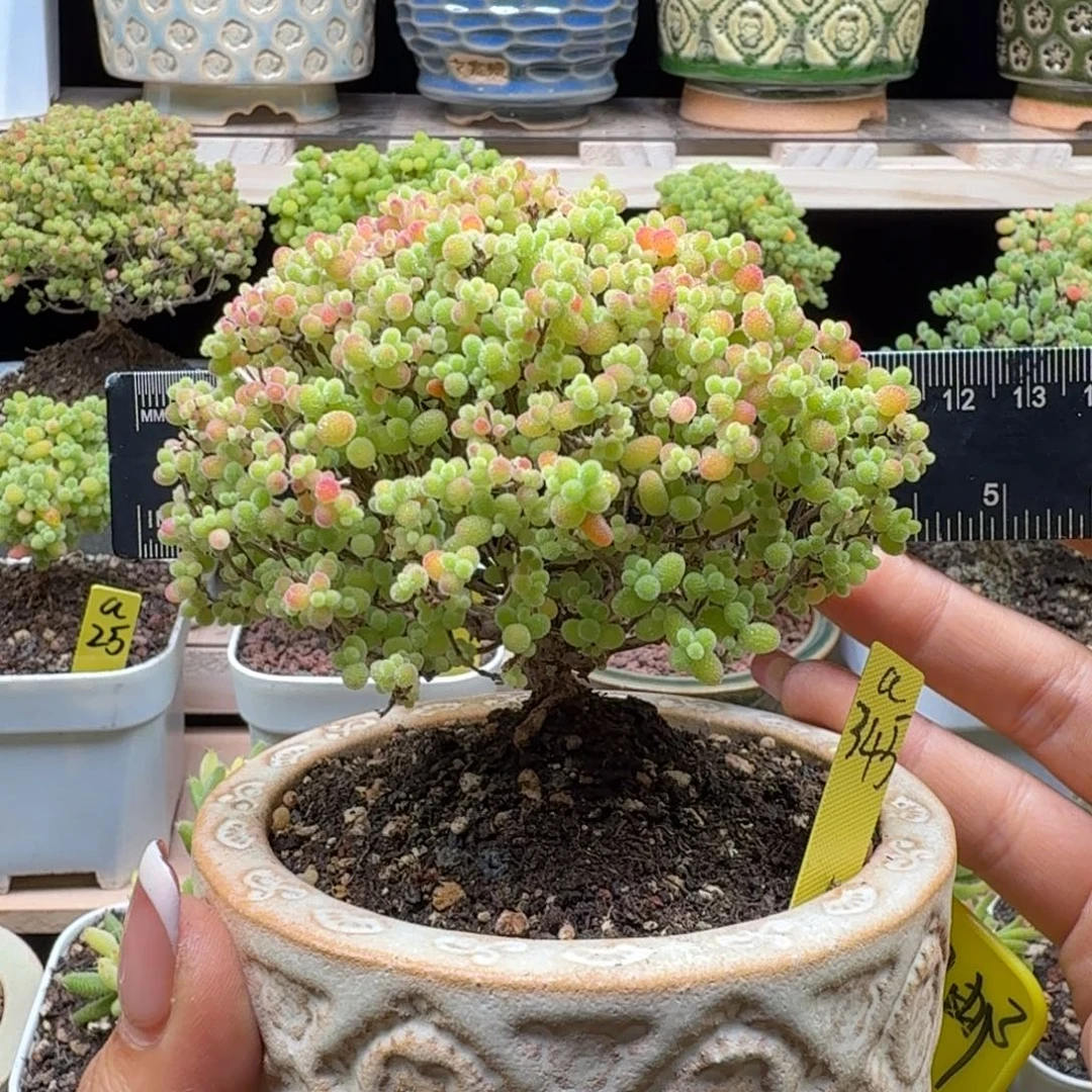 a345号蜜橘冠服11厘米左右带盆发