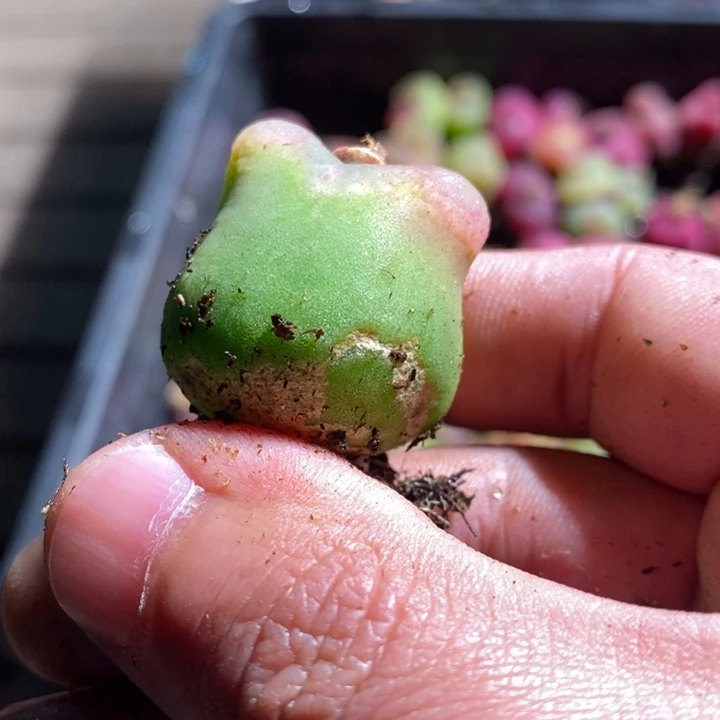 认****改19246有伤一个一个