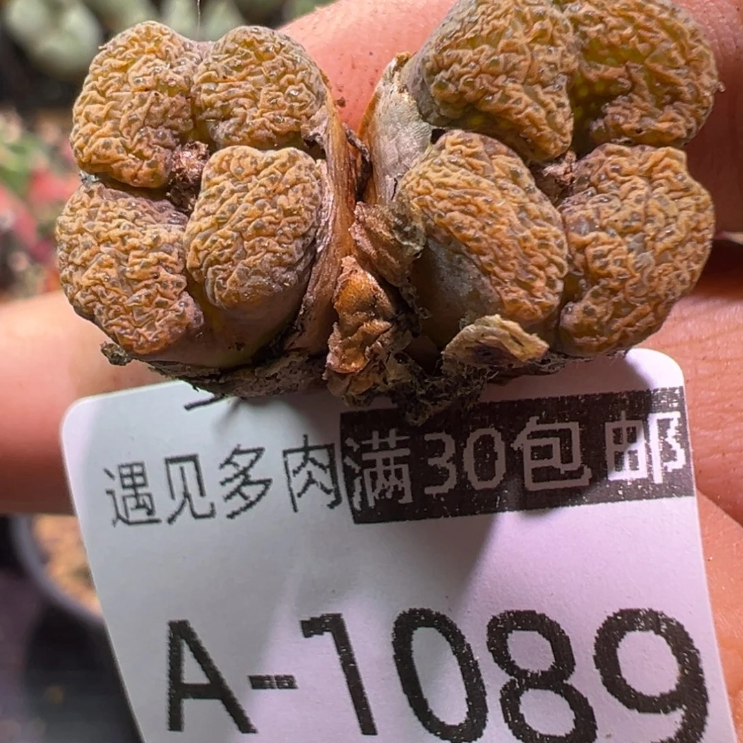 多肉植物111111111111