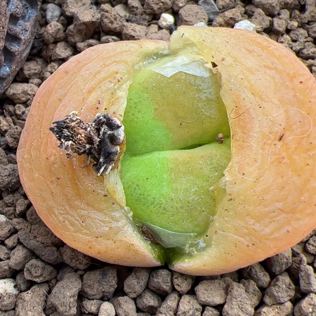 0656号蟠桃 多肉植物