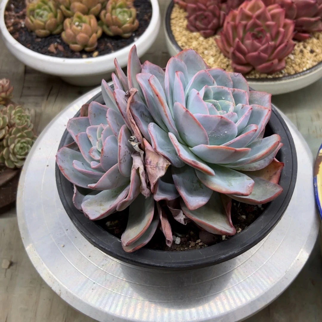 布鲁蓝18 零零多肉植物