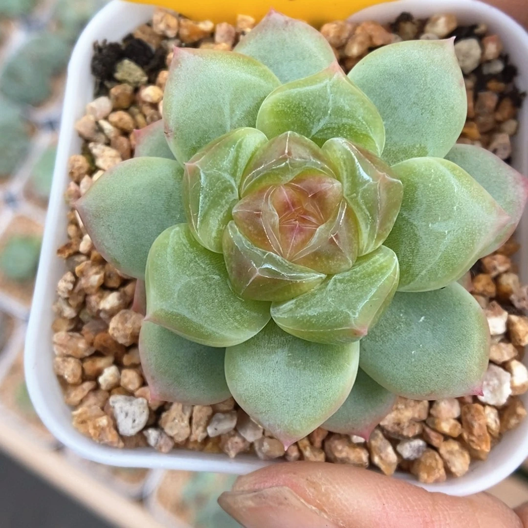 无尽灯可拍409号。