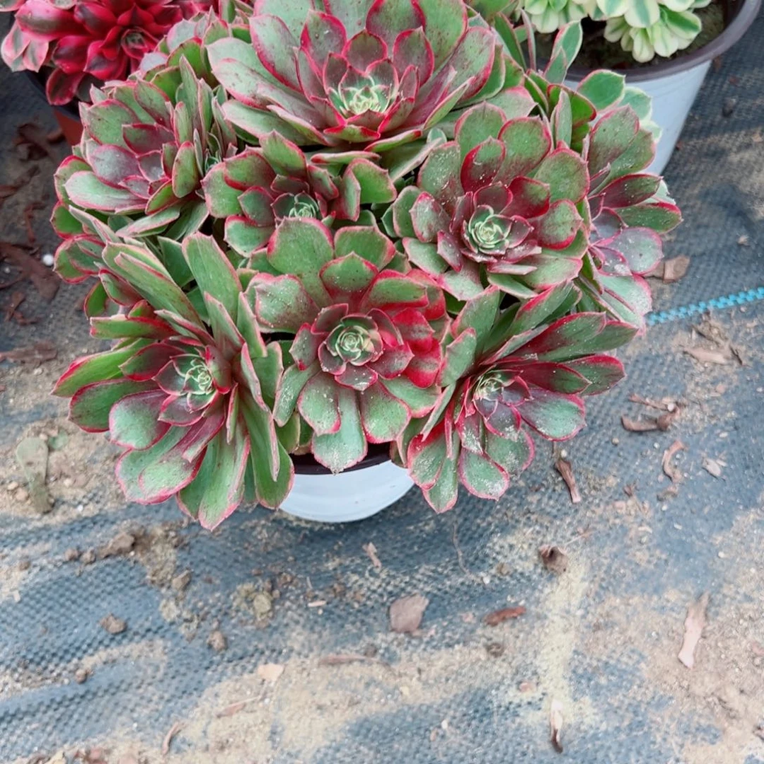 017黑魔锦多肉植物法师