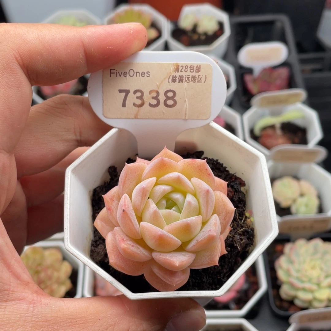 纯爱7338-4.5厘米
