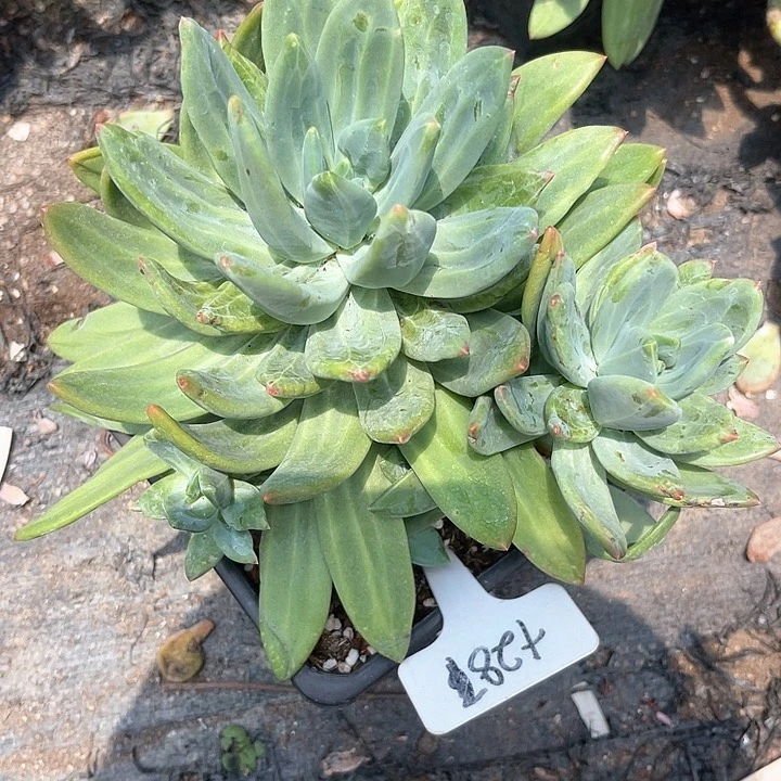 晨语多肉，一物一拍287