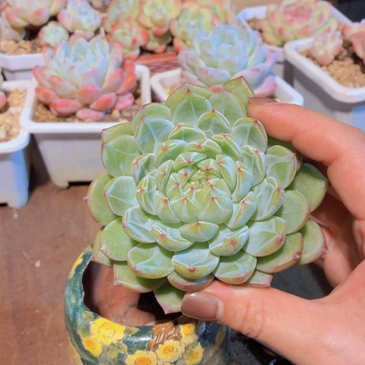 雪花珍妮直径展面8厘米