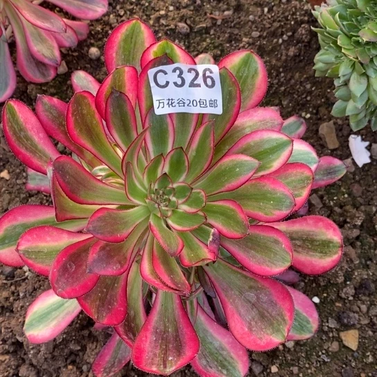 326香奈鹅多肉植物