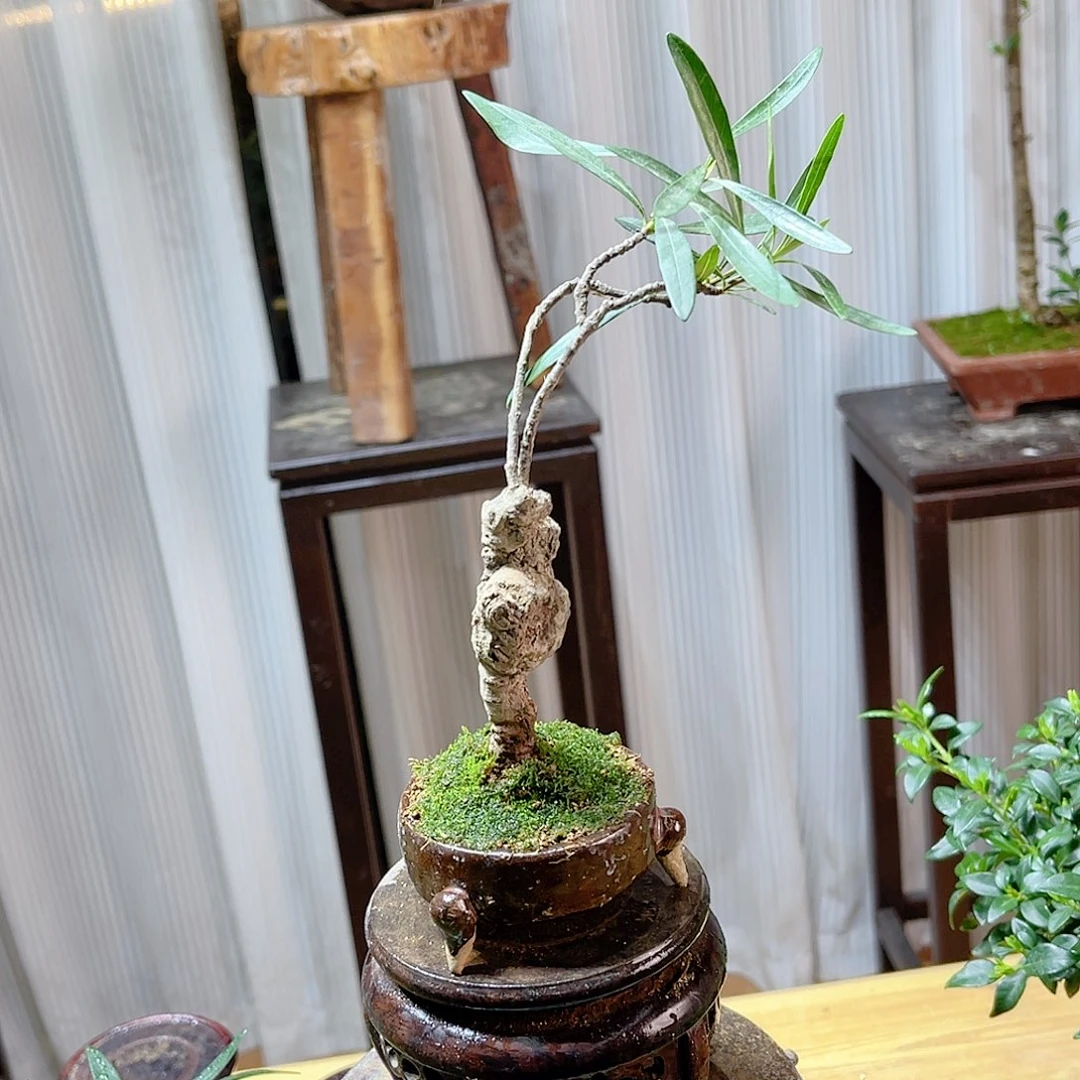 L***W无花朵4557889655877786