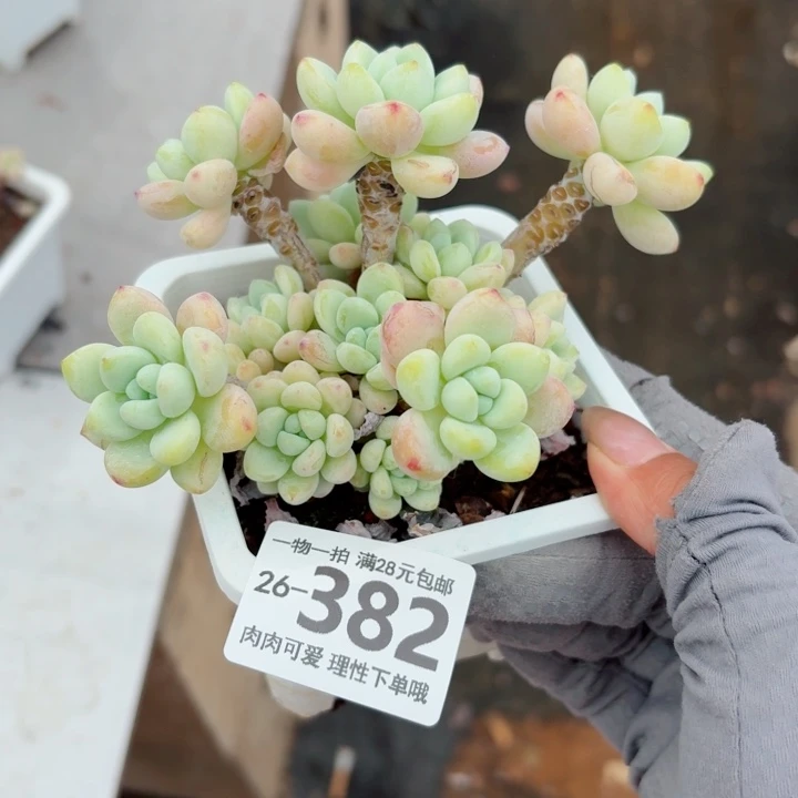 樱花罗琦无盆土发货多肉