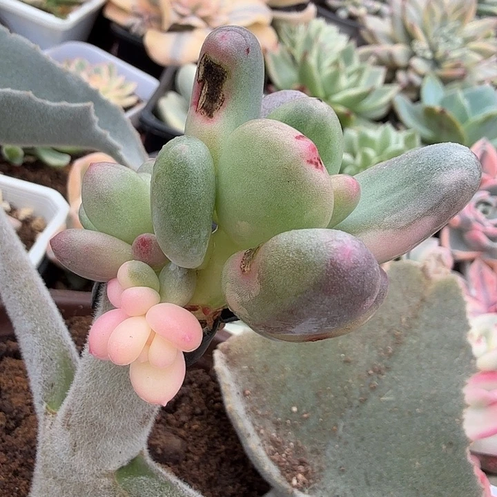 大叶奶酪锦拉丝锦群