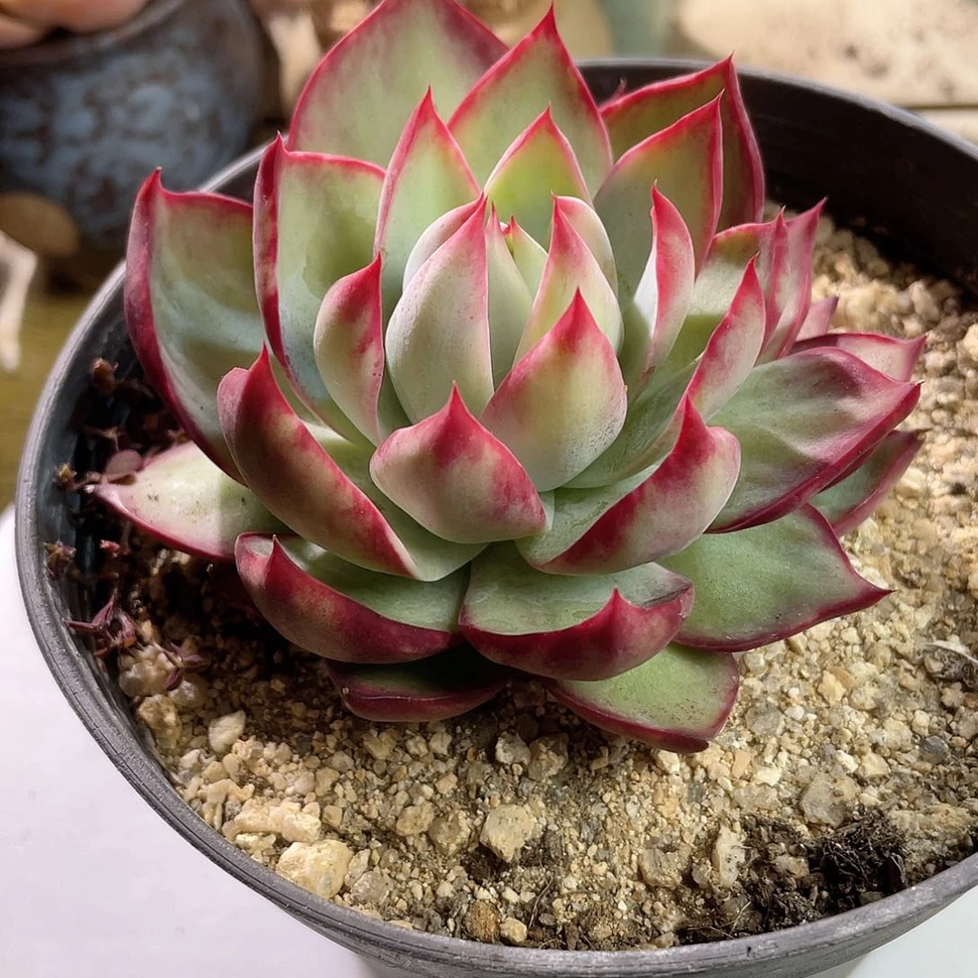 0506  惊鸿仙子 六月六