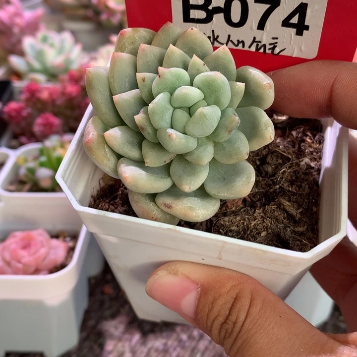 冰心公主覆轮锦有根